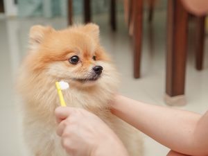 How to choose the best dog toothpaste?