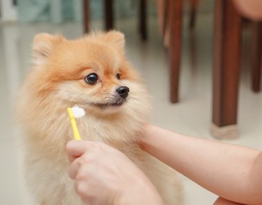 best dog toothpaste