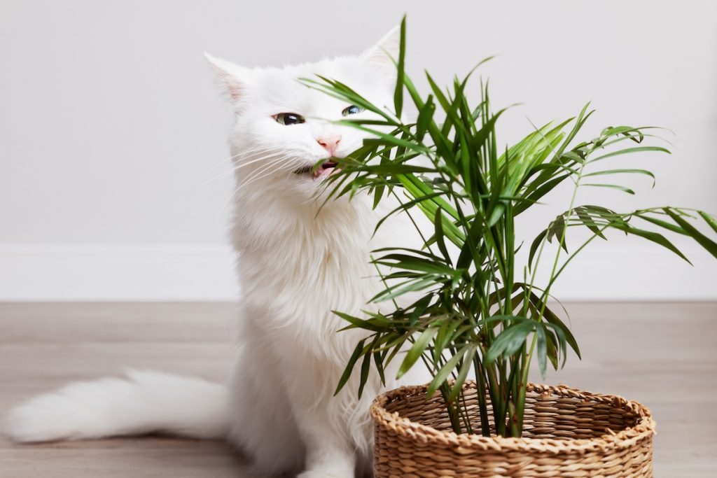 plants safe for cats